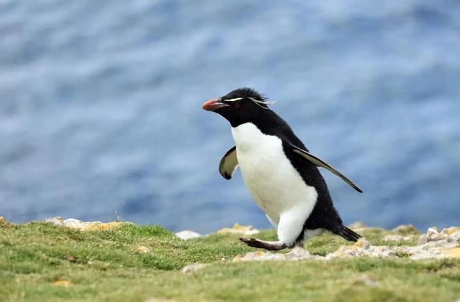 丹麦网友众筹1万亿美元收购加州，想实现“牛油果自由”！美网友：俄勒冈州能加入吗